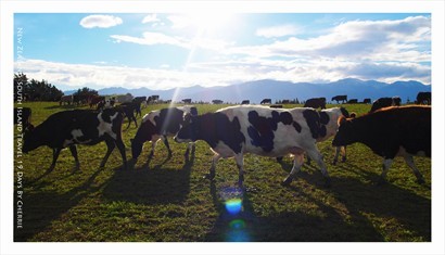 雪山風景下吃草牛牛「奶粉廣告拍攝現場」