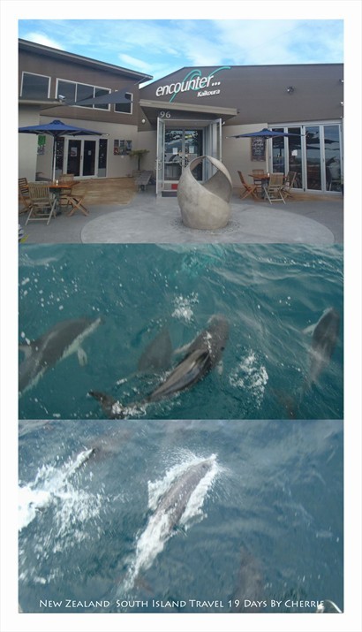 觀賞海豚同海豚游水(極凍),有成四、五十條海豚與觀賞小艇一齊在海中飛馳,跳出水面,非常感動啊！