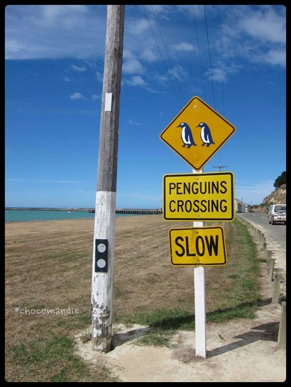 小心企鵝過馬路！