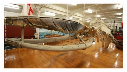 世界上海洋巨無霸 - 藍鯨 ,長超過33公尺，重達200噸以上!