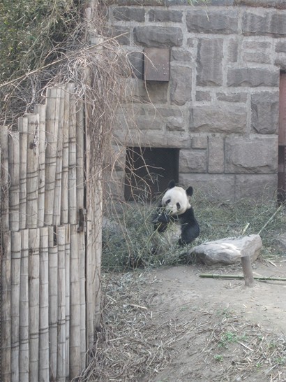 吃竹子的熊貓