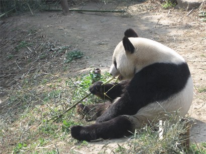 駝背的熊貓