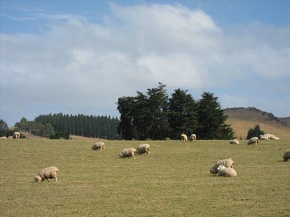 沿路看到許多放牧的羊