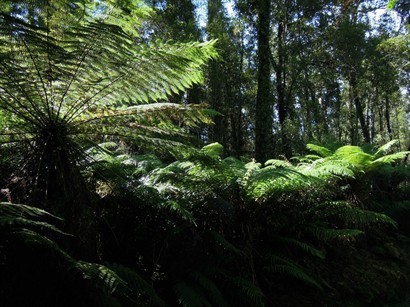 步道裡，有一大段路是在充滿蕨類植物的植物林裡