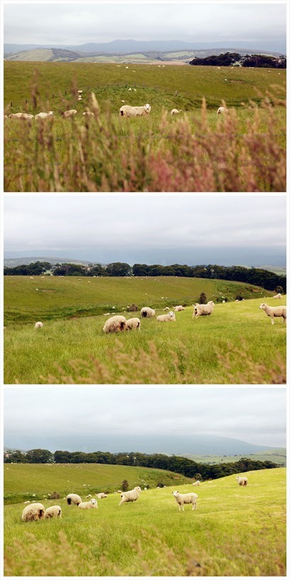 另一個牧場，這裡的羊群很可愛，但亦很膽小