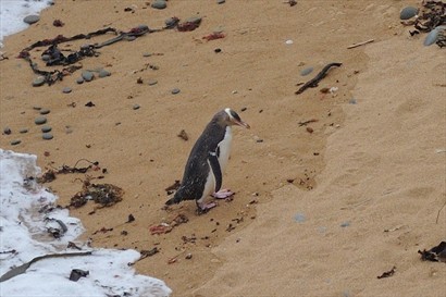 Bushy Beach的黃眼企鵝