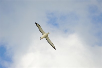 信天翁雙翅展開時可長至3-4米