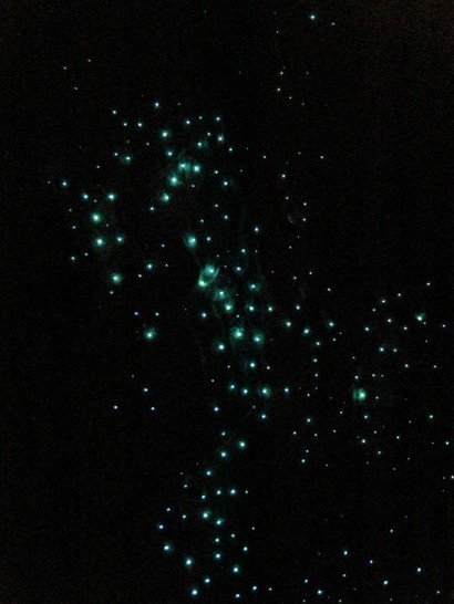 一聲「關燈」，赫然發現頭項上有碧藍的星河，原來是當地獨有的螢火蟲
