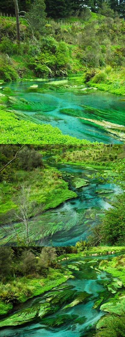 整條Waihou River，像仙境般美，如詩、如畫、如夢