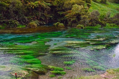 終於來到河水的源頭Te Waihou Springs
