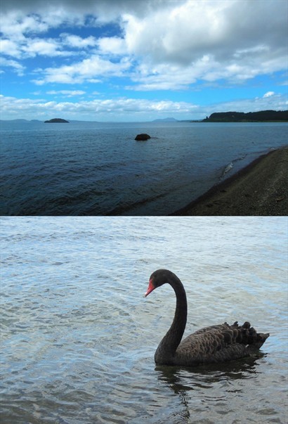 日光下的Lake Taupo，一望無盡水平面，明知是湖，但感覺更像海，間中亦有天鵝悠閒地游著