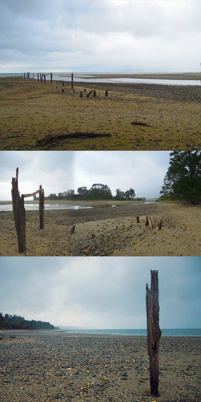 水退下的Golden Bay，岸上只餘下腐朽的木椿
