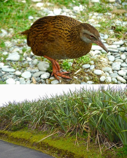 Punakaiki rock公園外覓食的野鳥及當地的原生植物
