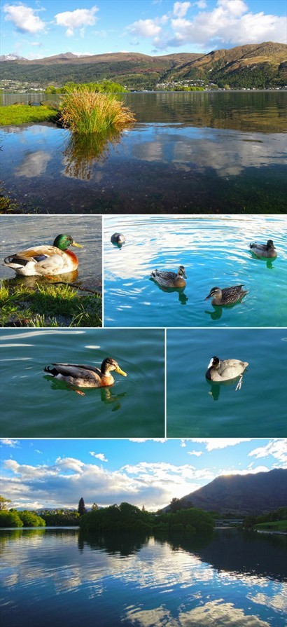 不同品種的水鳥在湖上悠哉遊哉