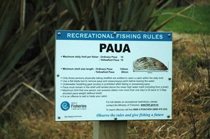 Porpoise Bay與 Curio Bay都可以捕捉鮑魚，不過大小數量都有明文規定