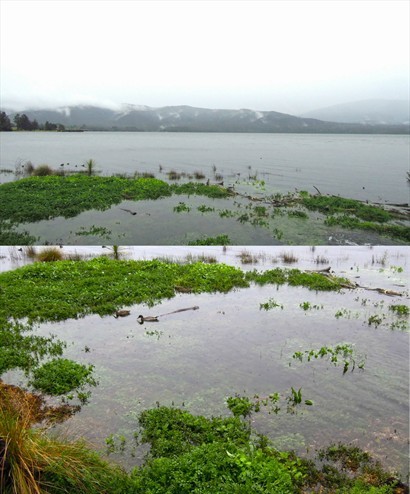 Lake Te Anau，湖上長滿西洋菜，對岸的山巒升起渺渺輕煙