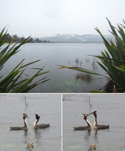 雨下個不停，這雙有趣的水鳥在自得其樂