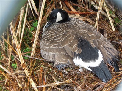 Wildlife center 內保育著紐西蘭不同的鳥類