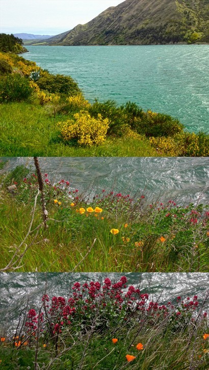 湖邊開滿不同的野花