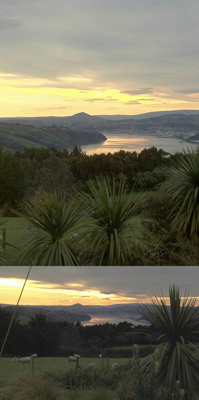 日落下的Otago半島實在極美