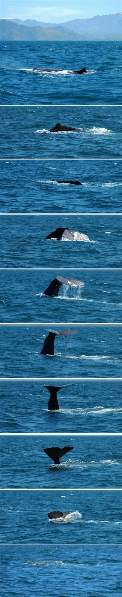 萬眾期待的鯨魚之舞正式展開！隨著尾鰭慢慢豎起， 一氣呵成沒入水中，牠可以潛入海中達一個小時之久