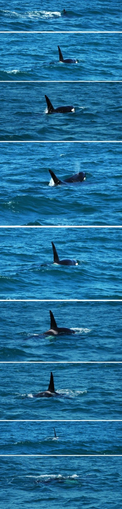 海的另一邊，一條離群的殺人鯨在獨自遊蕩