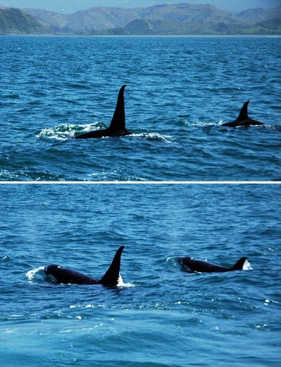 左邊體型較大的是雄鯨，右邊是雌鯨，留意背鰭的不同。雌雄一對而行，應該彼此是伴侶吧