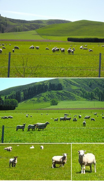 綿羊也是沿路的常客，寫意地在青草地放牧著