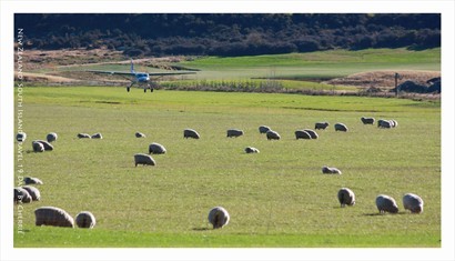 這就是紐西蘭最常見的一幕:羊羊自由自在地草原盡情食個不停!