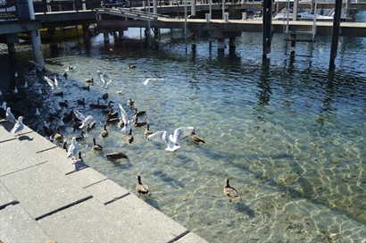 湖上有很多鴨子和海鷗