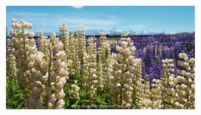 紐西蘭的夏季野花,最為耀目的首推是 Lupin 魯冰花.