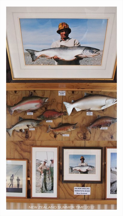 牆上掛滿了實物般大的各類三文魚的模型,還有成功釣上最大三文魚的魚夫相片.