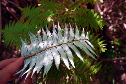 沿途有很多 silver fern, 紐西蘭印在紀念品上的葉子圖案就是它了！