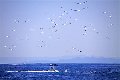 水上電單車男負責找海豚和鲸的出沒處,有海鳥聚集的地方通常都找到牠們.
