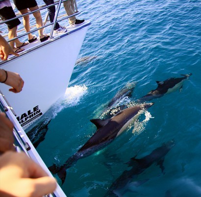海豚都喜歡游在船的前方