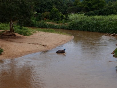 有小象在河中洗澡