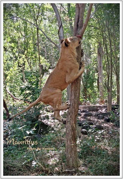 獅子爬樹又有野食