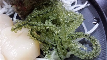 必吃沖繩名物海葡萄