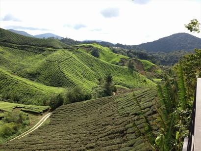 The valley planted with tea leave