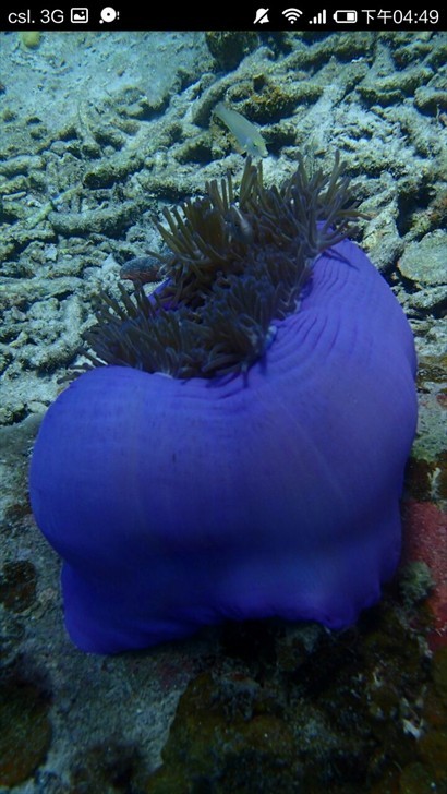 浪中島-珊瑚