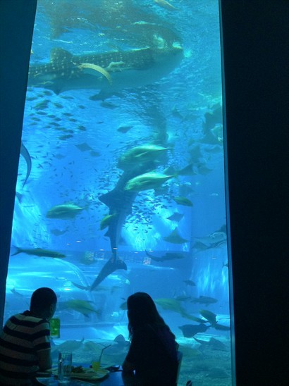 客人可以一邊進食一邊欣賞「黑潮之海」的8米長鯨鯊。