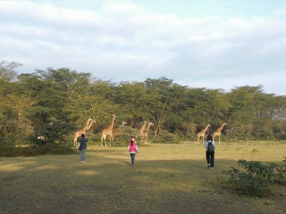 Resort周圍常有長頸鹿走來走去