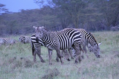 斑馬Zebra（朋友照片）