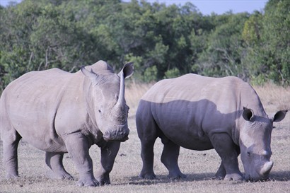 白犀牛White Rhinoceros（導師相片）