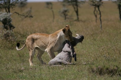 一頭獅子拖著獵物的情景（導師照片）