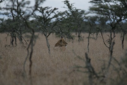 隱於草叢中的一頭獅子（導師照片）