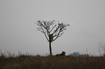 樹上有一頭獅子（朋友照片）