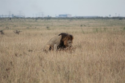 一對雌雄獅子在交配中（朋友照片）