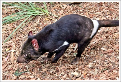 'Tasmania Devil"..塔斯獨有既動物~做research時..  印象中記得少少資料~袋獾曾經因面部生腫瘤而大量死亡  2008年列為瀕危動物~後期Tasmanian開始做保育  研究病因..減低死亡率及培育工作
