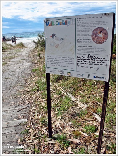 食完行下出面個沙灘~因為好多鳥蛋  所以指示牌都寫明Walk Carefully